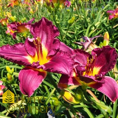 Hemerocallis Rainbow Rhythm® Nosferatu