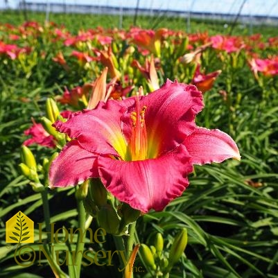 Hemerocallis 'Passionate Returns'