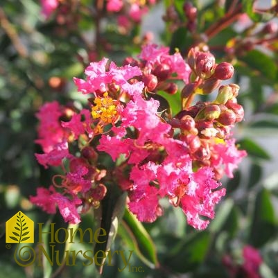 Lagerstroemia indica Bellini® Raspberry