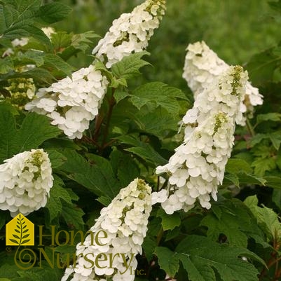 Hydrangea quercifolia Gatsby Gal®