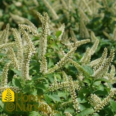 Itea virginica Fizzy Mizzy®