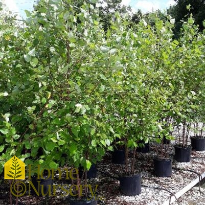 Betula nigra Heritage®