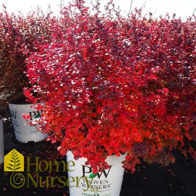 Berberis x Sunjoy Todo®