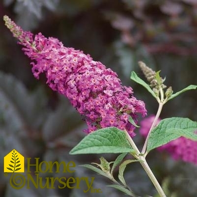 Buddleia x 'Miss Ruby'