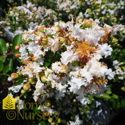 Lagerstroemia indica Infinitini® White