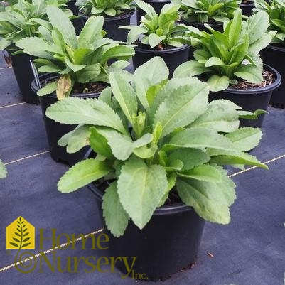 Leucanthemum superbum 'Becky'