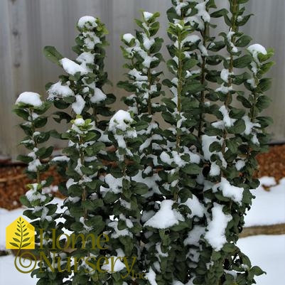 Ligustrum vulgare Straight Talk®