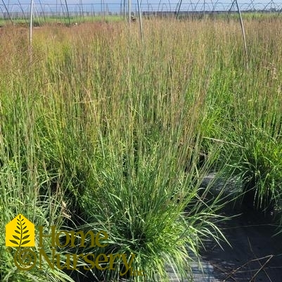 Schizachyrium scoparium The Blues