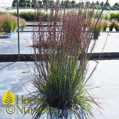 Schizachyrium scoparium Prairie Winds® 'Blue Paradise'