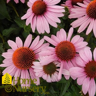 Echinacea purpurea 'Prairie Splendor'