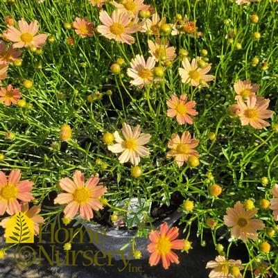 Coreopsis verticillata Creme Caramel™