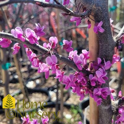 Cercis canadensis 'Black Pearl'