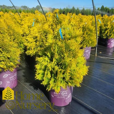 Thuja occidentalis Lemon Burst