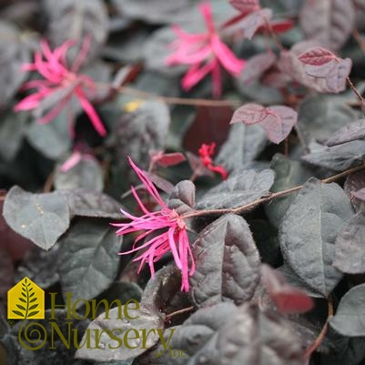 Loropetalum chinense Jazz Hands Bold®