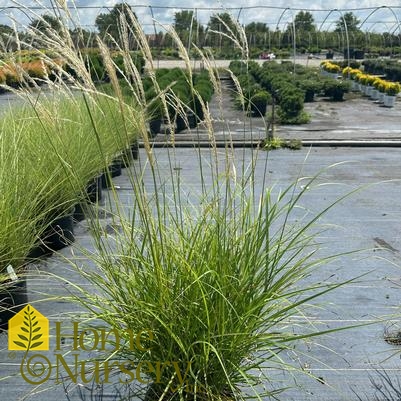 Miscanthus sinensis 'Fire Dragon'