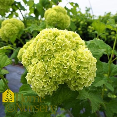 Viburnum opulus 'Sterile'