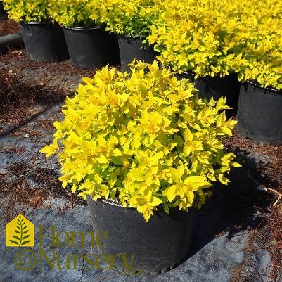 Spiraea japonica 'Goldmound'