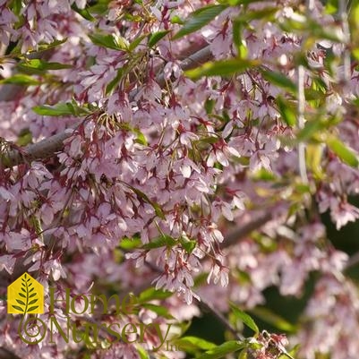 Prunus x Pink Snow Showers™