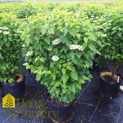 Viburnum dentatum Autumn Jazz®