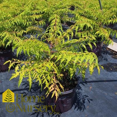 Rhus typhina Tiger Eyes®