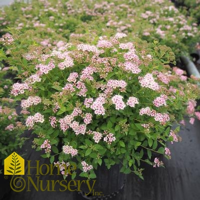 Spiraea japonica 'Little Princess'