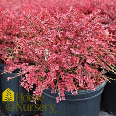 Cotoneaster apiculatus 'Tom Thumb'