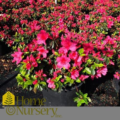 Rhododendron x 'Girard's Crimson'