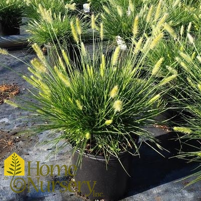 Pennisetum alopecuroides 'Little Bunny'