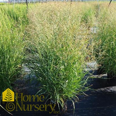 Panicum virgatum 'Heavy Metal'