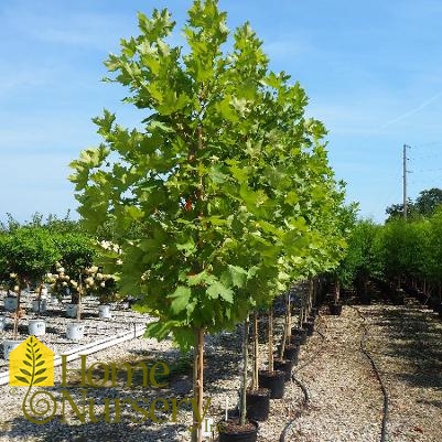 Platanus x acerifolia Exclamation!™