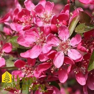 Malus x 'Purple Prince'