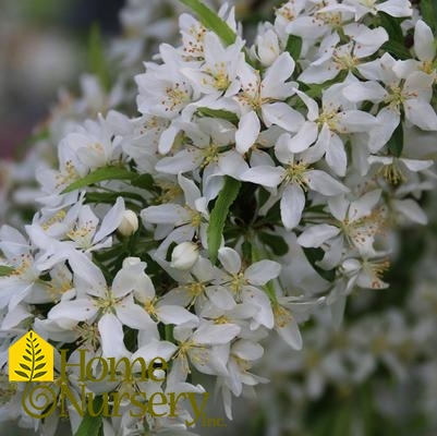 Malus x Golden Raindrops®