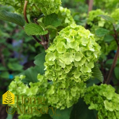 Viburnum plicatum Opening Day™