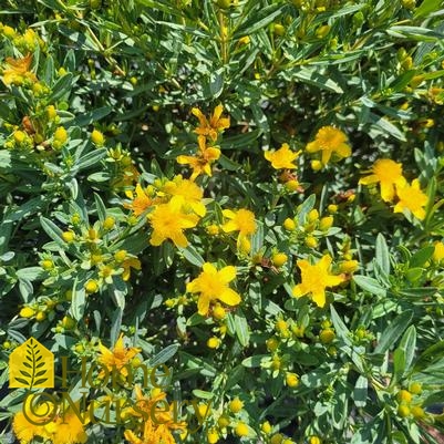 Hypericum Kalmianum Cobalt-N-Gold™