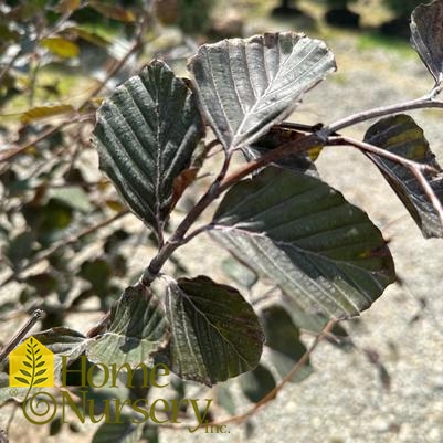 Fagus sylvatica 'Riversii'