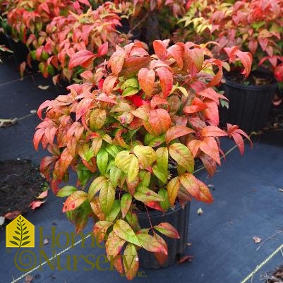 Nandina domestica 'Firepower'