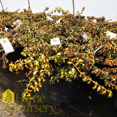 Euonymus fortunei 'Moonshadow'