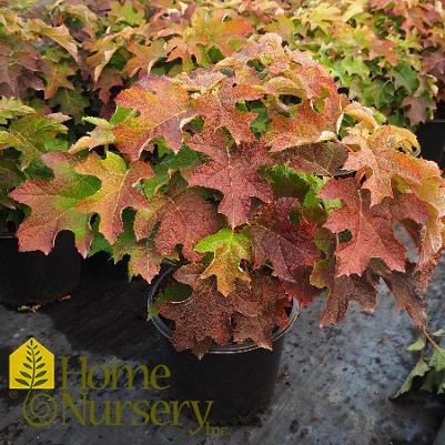 Hydrangea quercifolia 'Ruby Slippers'