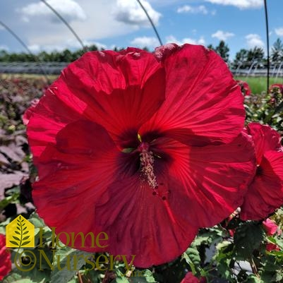 Hibiscus x Summerific® Valentine's Crush