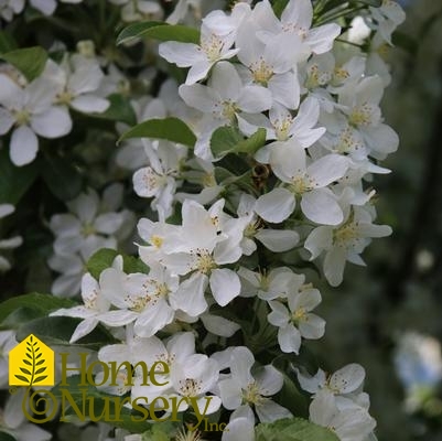 Malus Ivory Spear®