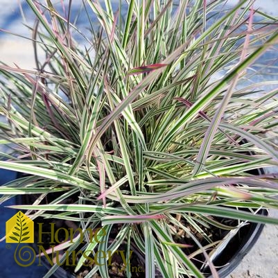 Schizachyrium scoparium 'Chameleon'