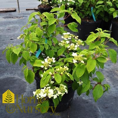 Viburnum plicatum f. tomentosum 'Shasta'