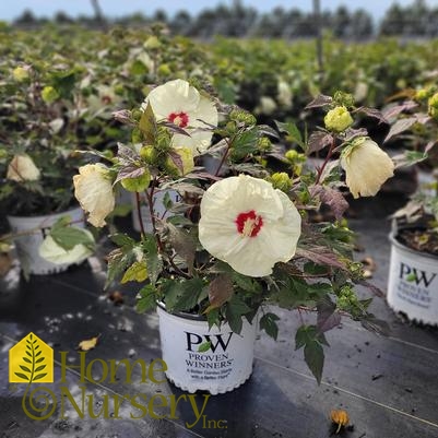 Hibiscus x Summerific® 'French Vanilla'