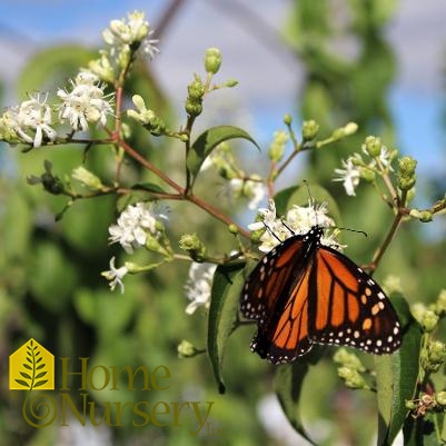 Heptacodium miconioides Temple Of Bloom®