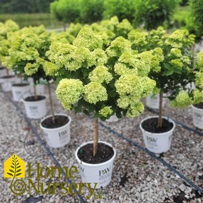 Hydrangea paniculata Little Lime® tree