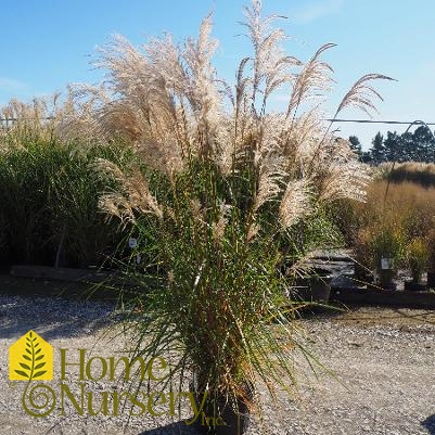 Miscanthus sinensis 'Malepartus'