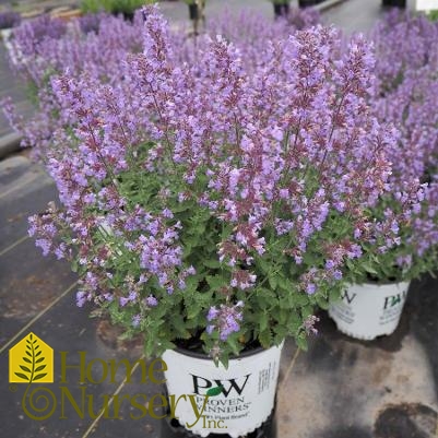 Nepeta faassenii 'Cat's Meow'