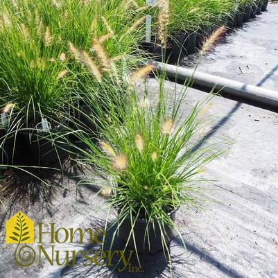 Pennisetum alopecuroides 'Piglet'