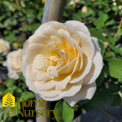 Rosa Reminiscent® Crema