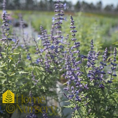 Perovskia atriplicifolia 'Denim 'n Lace'